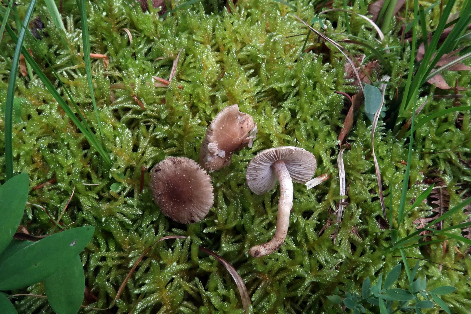 Inocybe phaeodisca - 1 - IMG_7142